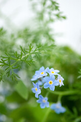 tiny blue forget-me-not flowers (Myosotis sylvatica) on blurred background