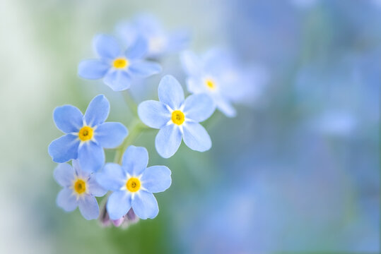 Close up of beautiful the little blue forget-me-not flowers
