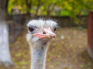 Ostrich head close up