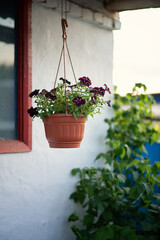 Photo of a pot of petunias in the open air.