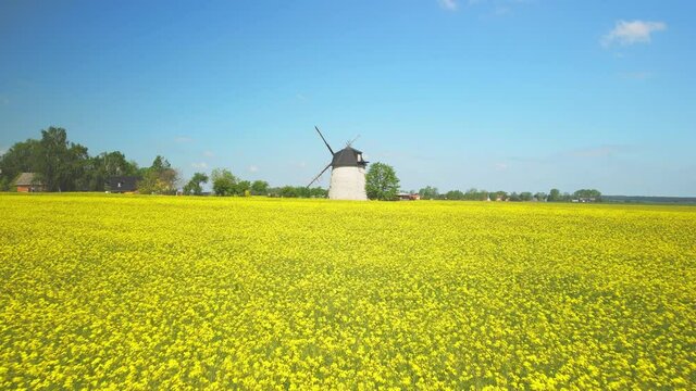 Flug &uuml;ber Rapsfeld mit alter Windm&uuml;hle am Hotizont