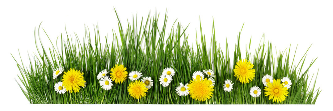 Spring grass with daisy and dandelion flowers isolated on white - Panorama