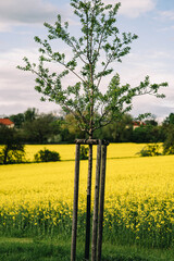 Fototapeta na wymiar blooming yellow field with rapeseed, blue sky before rain, lonely tree