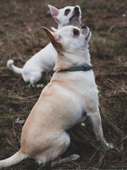 Portraits of white and cream chihuahua dogs in the forest walking and running.