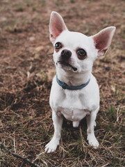 Portraits of white and cream chihuahua dogs in the forest walking and running.