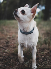 Portraits of white and cream chihuahua dogs in the forest walking and running.