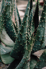 aloe vera plant, aloe vera stem texture spiked, agave, century plant