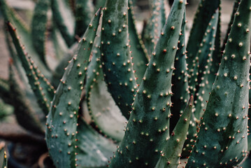 aloe vera plant, aloe vera stem texture spiked, agave, century plant