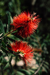 Plant of Callistemon, red blossom flowers, australian flowers tree