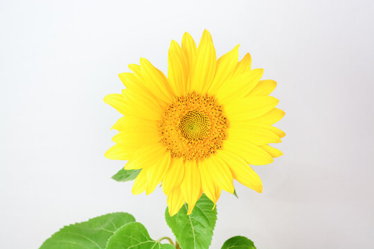 One sunflower flower on a light background