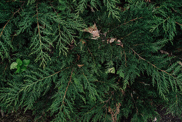 evergreen juniper branches, texture pattern of coniferous © bilberryday