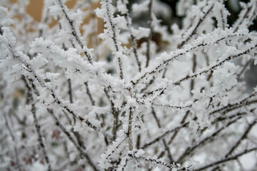 snow covered branches