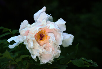 white peony in the garden at black background