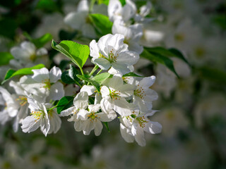 Obraz premium A branch of an apple tree with white spring flowers is illuminated by the sun. Close-up. Natural spring background with blooming apple tree.