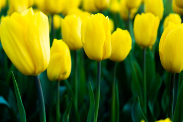 Fototapeta premium Yellow tulip in the field. A large bud of a yellow flower. Spring background. Tulips in the garden. Seasonal flowering of spring flowers. Close up