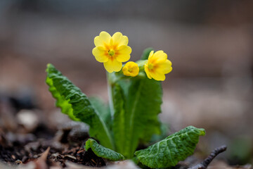 Primula vulgaris, primrose flower in the forest.