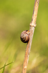 Snail with a conch on a twig in the grass on blurred background.
