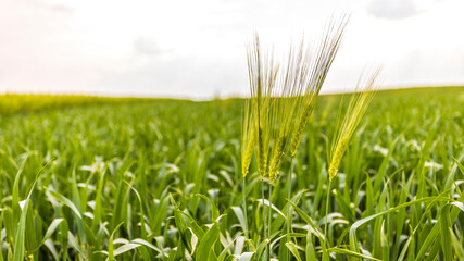 Fototapeta premium field of young wheat. spikelets