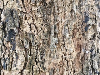 tree texture