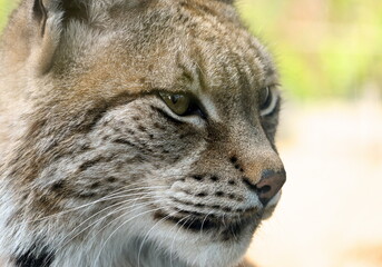 Fototapeta premium ボブキャット