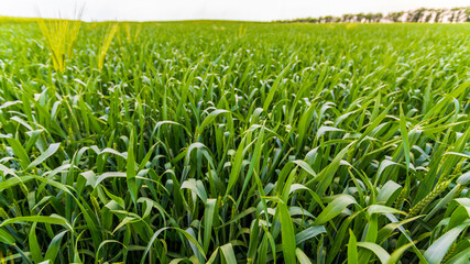 field of young wheat. spikelets