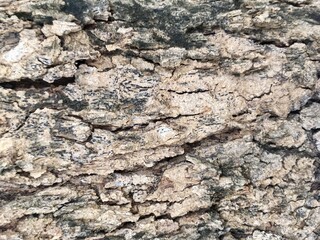 Naklejka premium texture of the bark