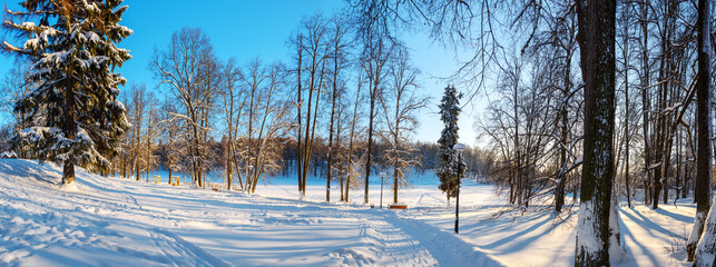 Winter landscape with trees in park