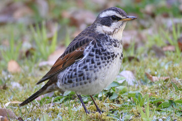 Fototapeta premium Dusky thrush has stopped walking and he is keeping an eye out around him.