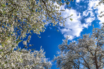Blooming crowns of apple trees with a background of blue sky with clouds.