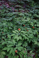 장뇌삼 camphor ginseng