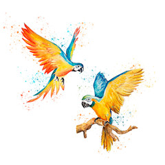 Set of Watercolor drawing exotic parrot. © NATALIIA TOSUN