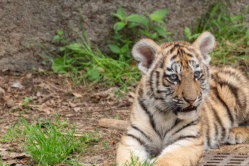 トラの赤ちゃん