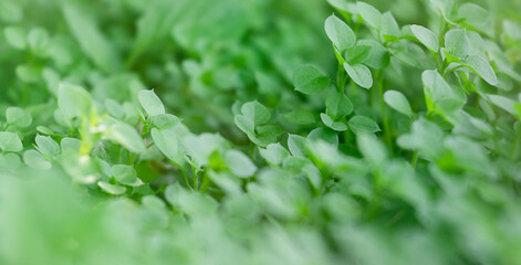 Green grass texture for background. Green summer background.