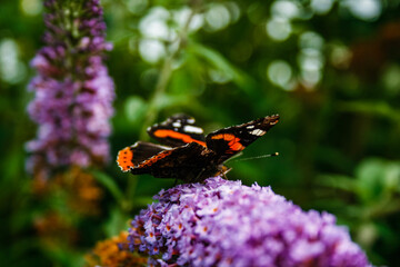 butterfly on flower