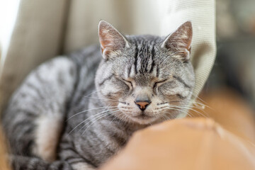 眠る猫　サバトラ猫