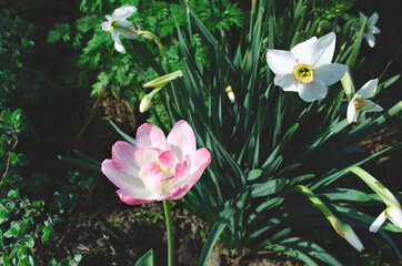 beautiful delicate pink tulip close-up