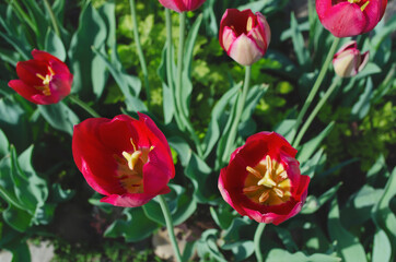 buds of pink tulips top view close-up