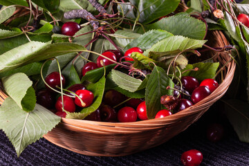 Freshly picked cherries from the tree