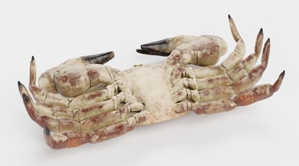 Realistic 3D Render of Edible Crab