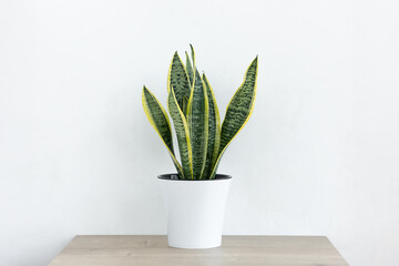 Sansevieria plant in a modern put on a wooden table against a white wall. Home plant Sansevieria...