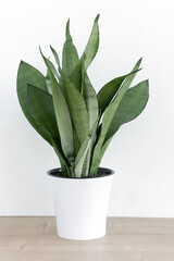 Sansevieria plant in a modern put on a wooden table against a white wall. Home plant Sansevieria trifa. Home Gardening concept.