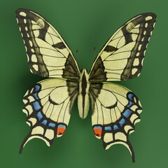 Realistic 3D Render of Old World Swallowtail Butterfly