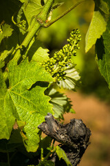 Young grape flower buds on the vine