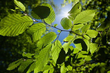 Close up of tree branch with bright green leaves with blue sky and sun shining from above