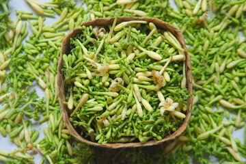close up of papaya flower in white background