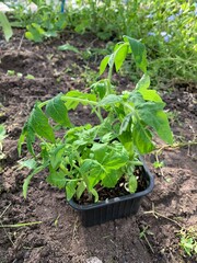 Seedlings of tomatoes in a plastic container are on the ground.