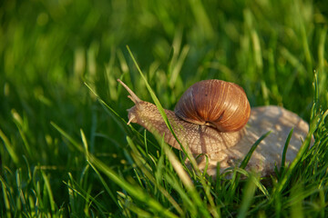 A large garden snail sits on a rock in the tall bright green grass. The photo was taken through the grass, slightly blurred.