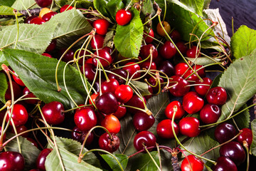Freshly picked cherries from the tree