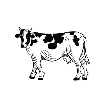 Vector cow black and white illustration, outline animal drawing, farm cow isolated on white background.