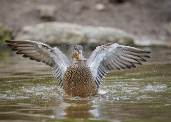 Duck while landing on the water